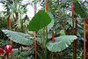 Fairchild Tropical Botanic Garden, Miami, Florida, December 22, 2006 : 